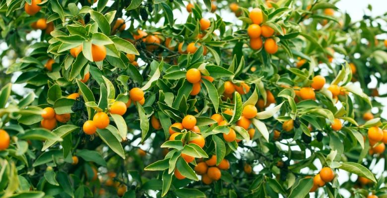Hier finden Sie Zitrusspezialitäten, wie diese herrlichen Kumquats!											